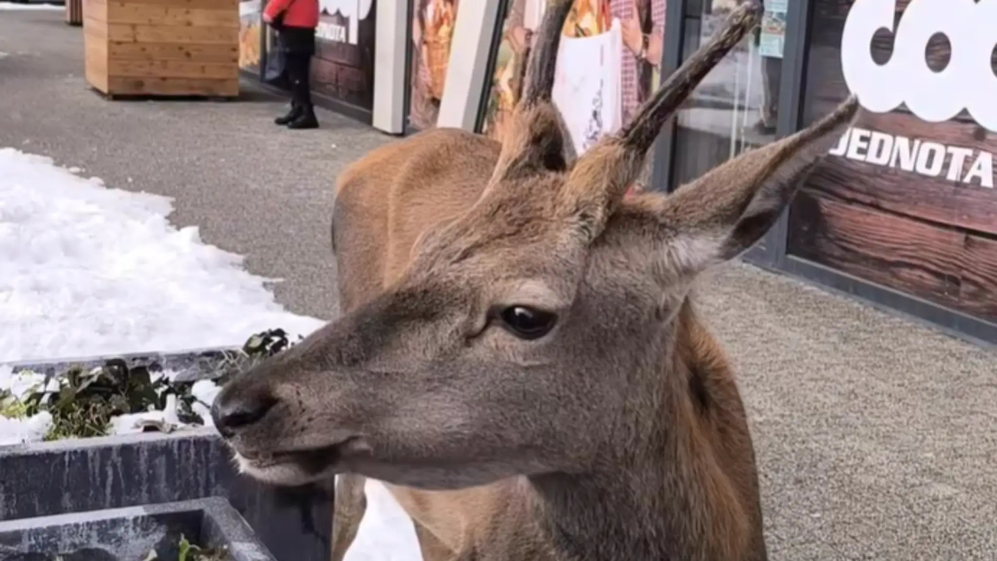 Útok jeleňa na turistku.