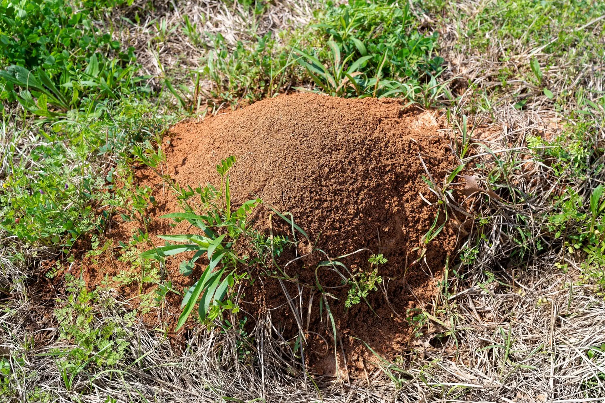 Mravenisko červených mravcov ohnivých (Solenopsis invicta).