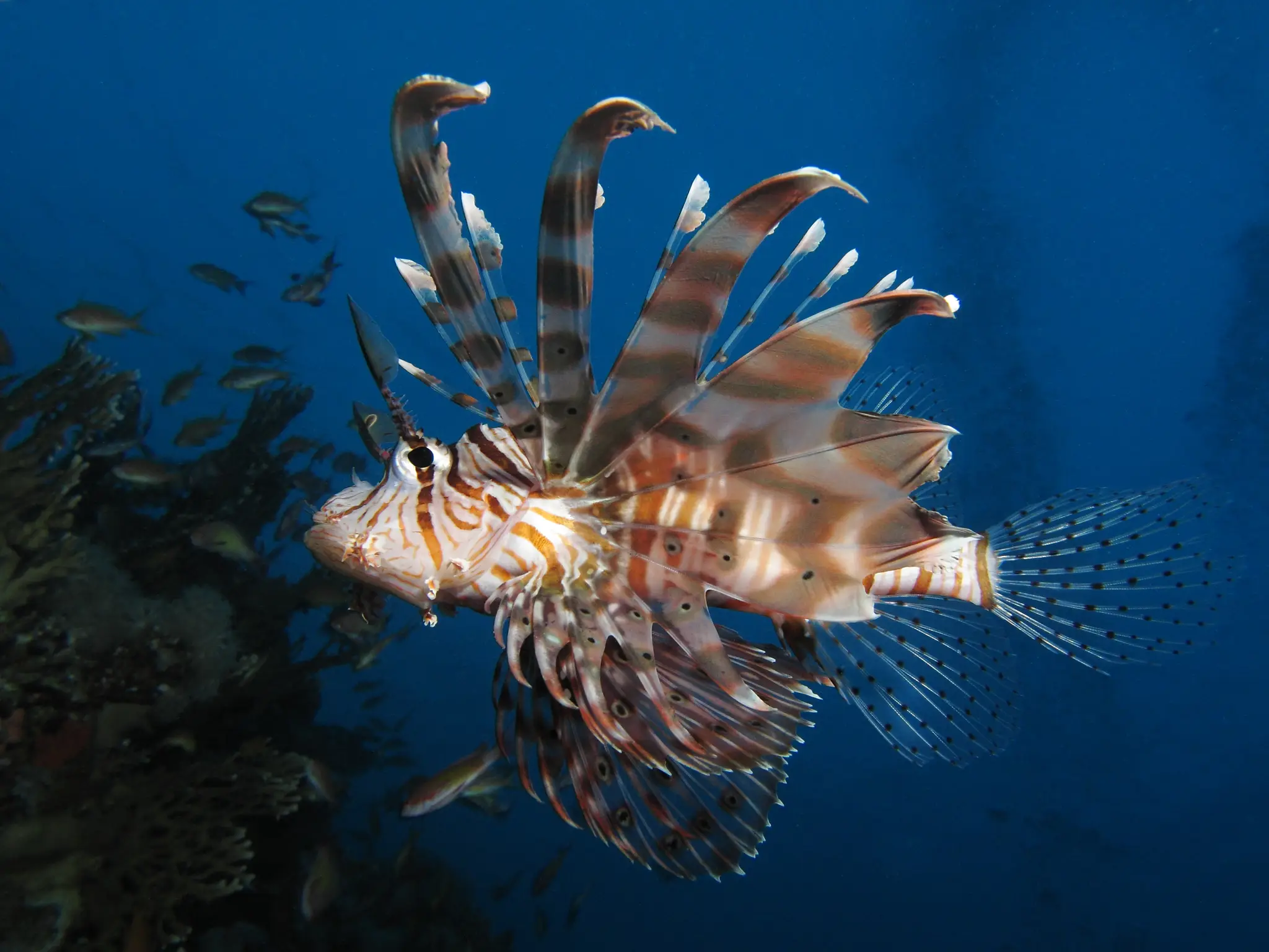 Pterois miles