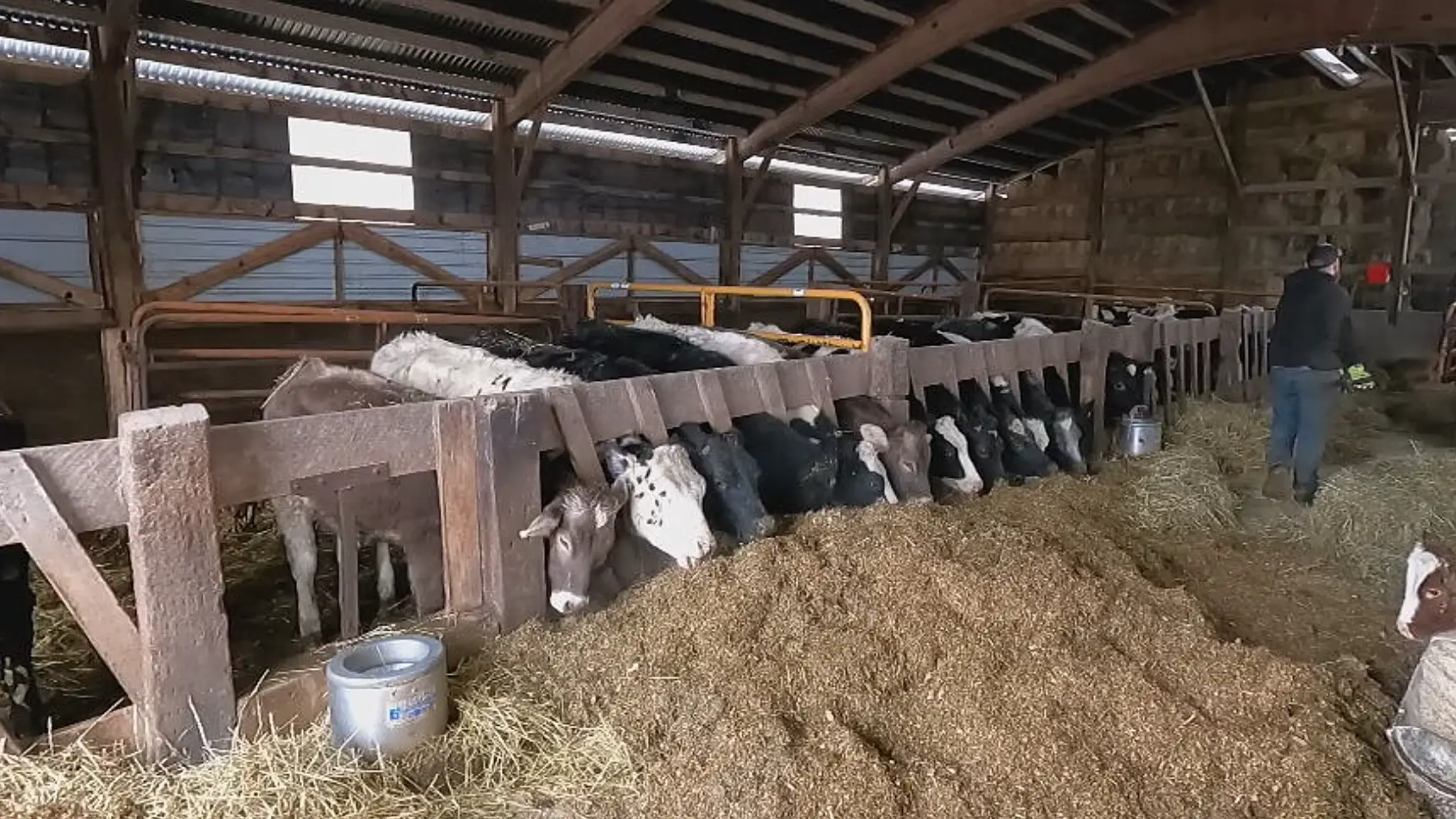 Chovatelia sa začínajú spamätávať zo slintačky a krívačky. 