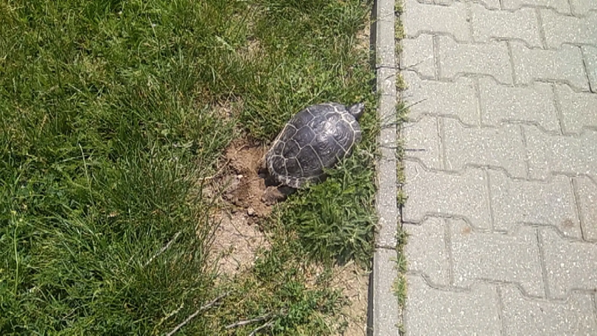 Hniezdenie korytnačky písmenkovej.