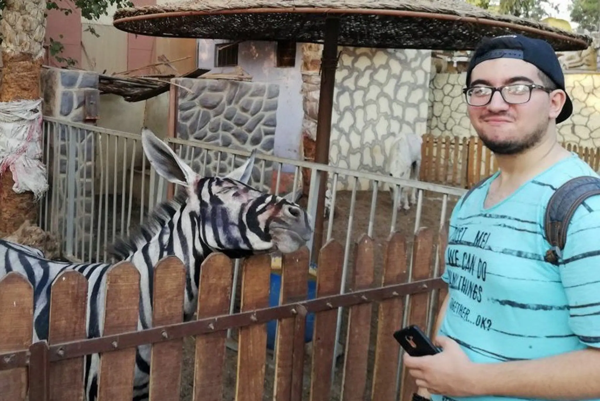 Falošná zebra v egyptskej zoologickej záhrade.