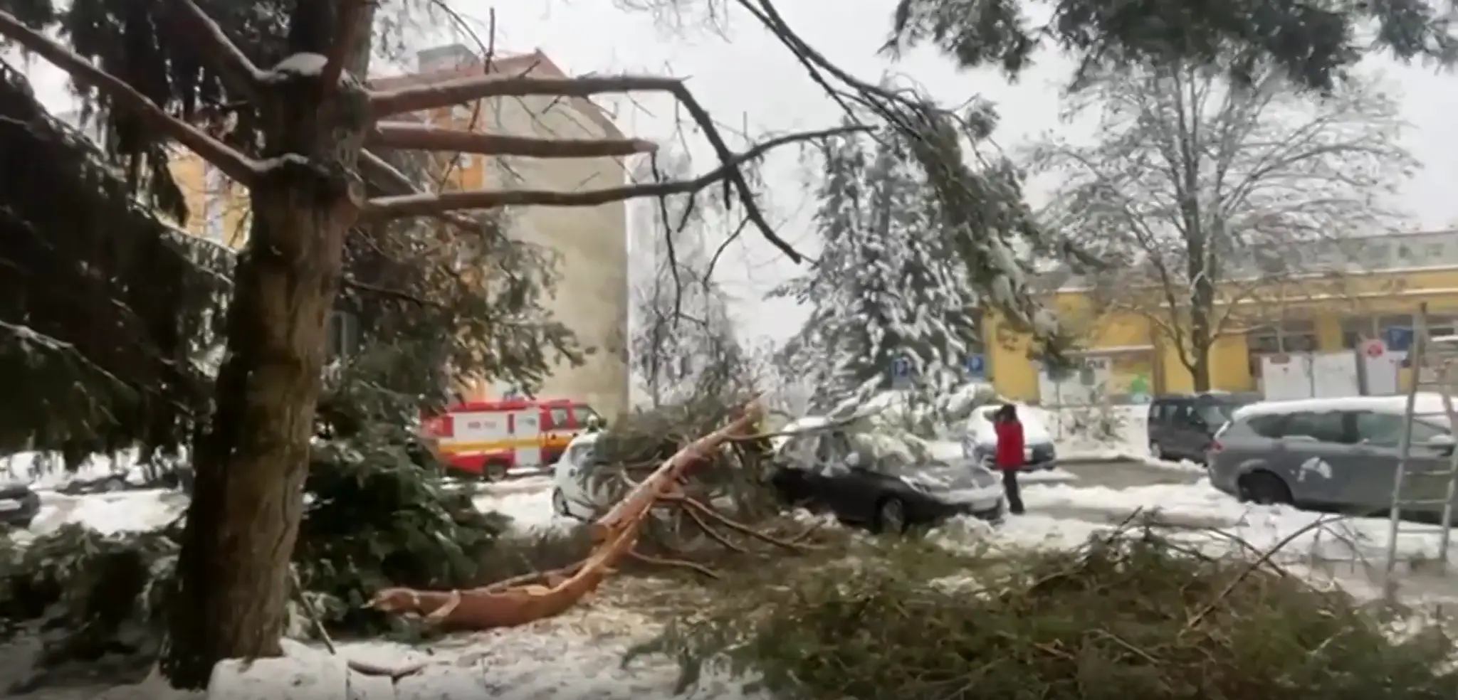 Strom spadnutý na auto.