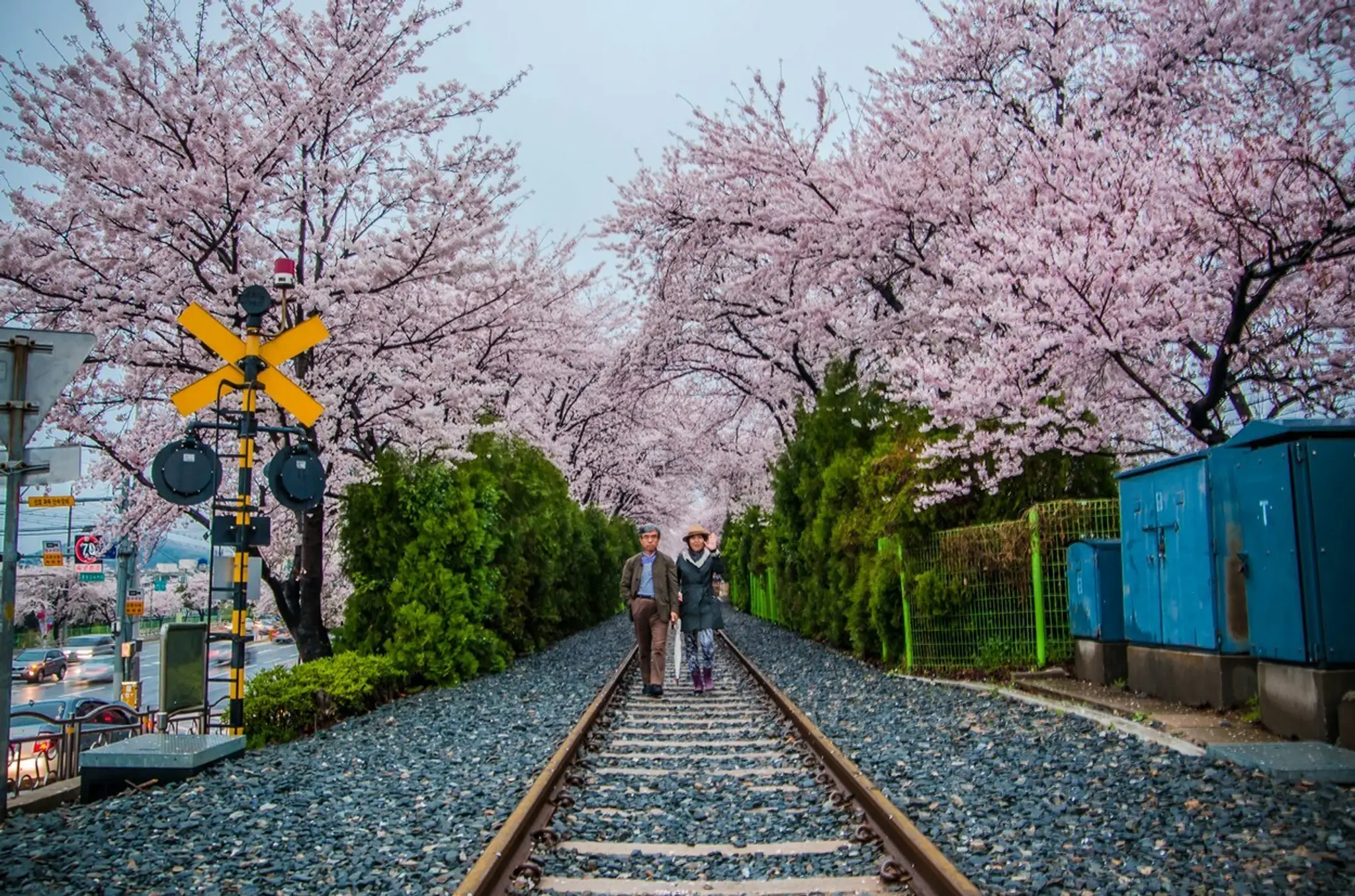 Hanami alebo japonský div sveta.