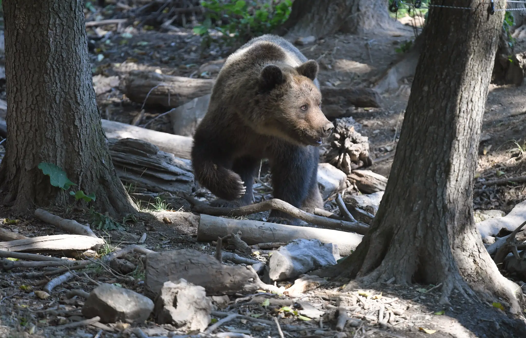 Medveď hnedý - ilustračné foto.