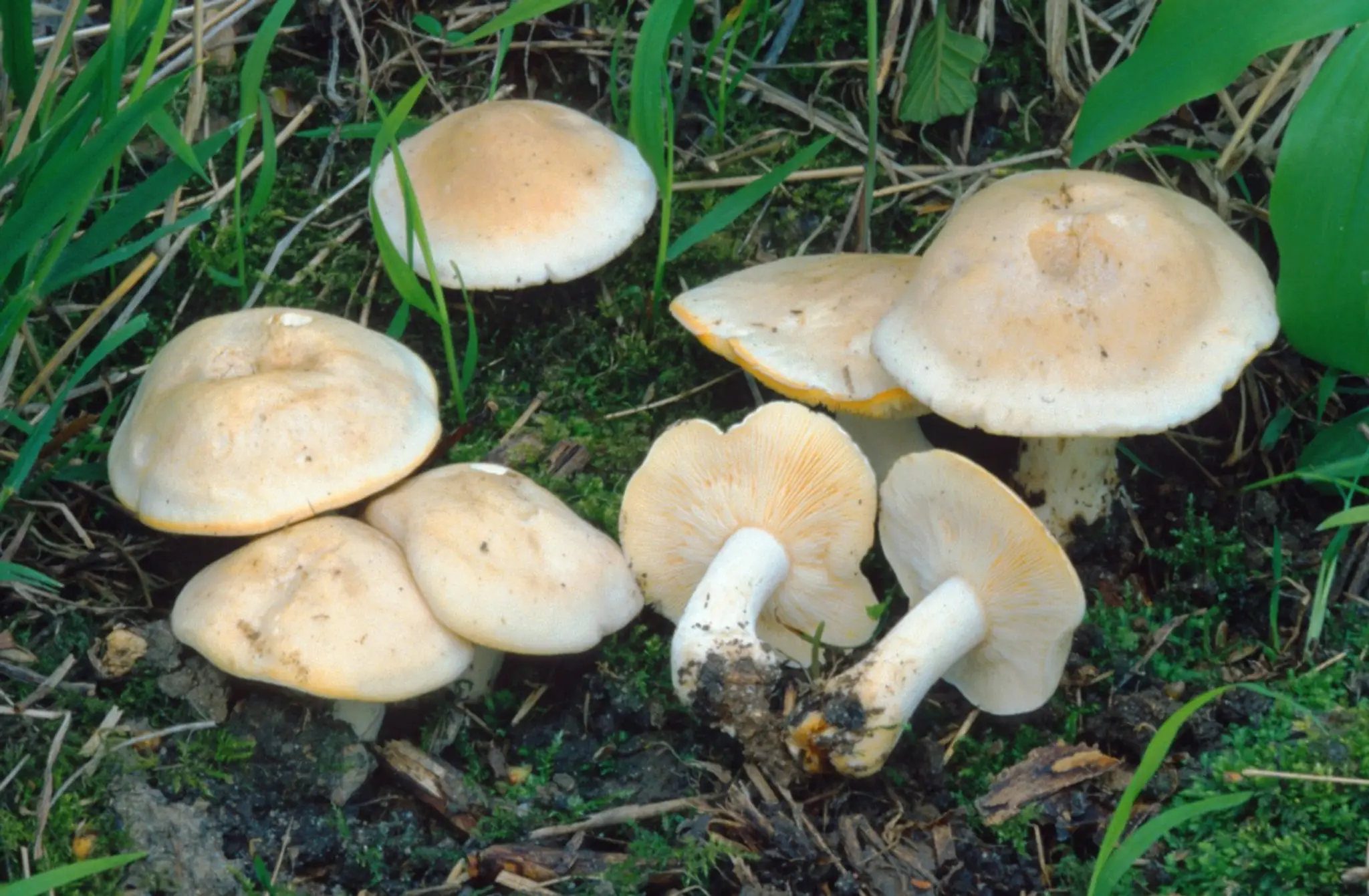 čírovnica májová (májovka) (lat. Calocybe gambosa)
