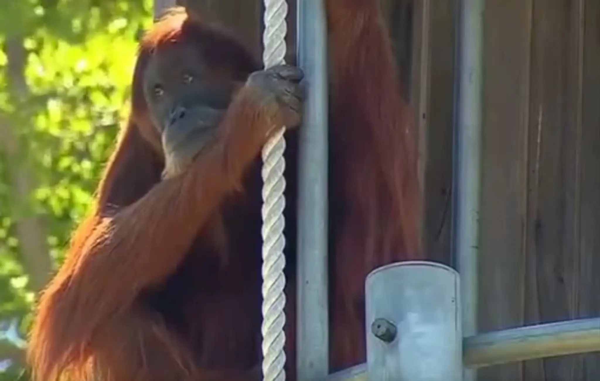 Najstaršia orangutanka na svete Puan zomrela