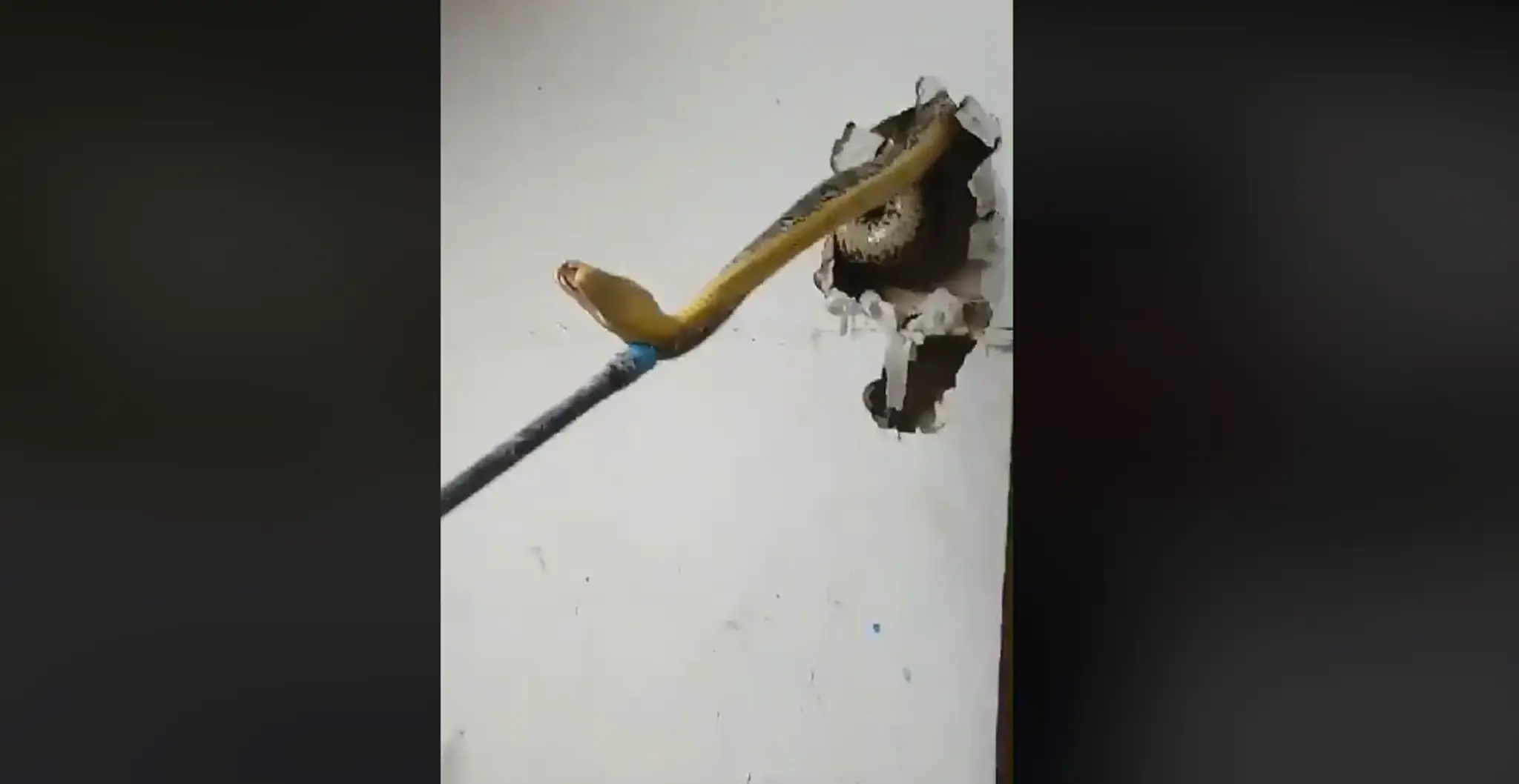 Had sa zrejme ukryl v stene pred dažďom. 