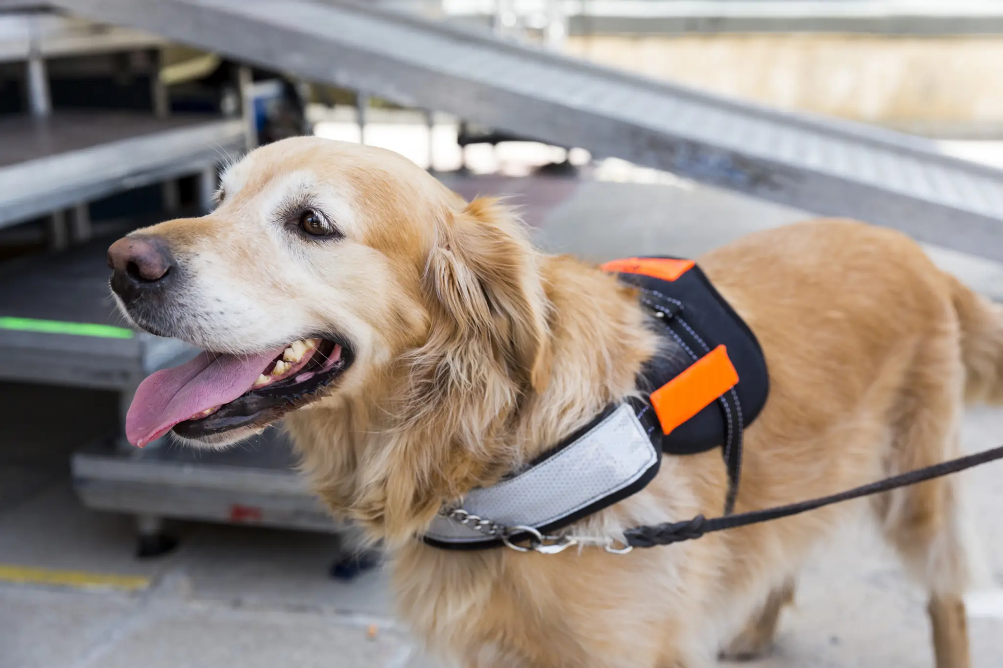 Amnestie