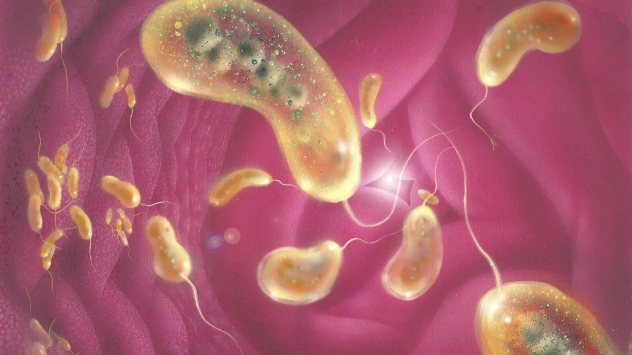 Baktéria Vibrio cholerae (ilustračná snímka)