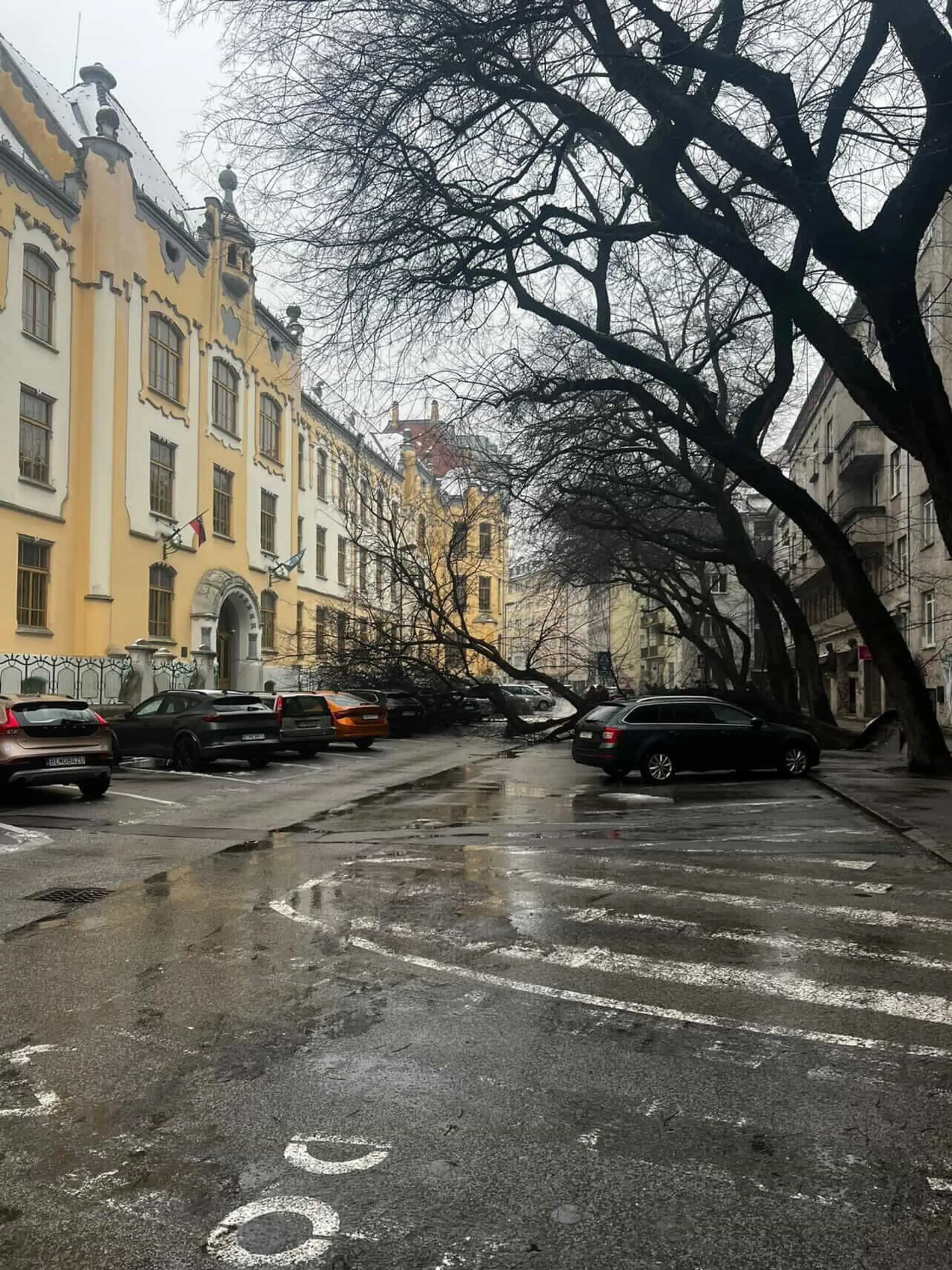 Na Grosslingovej ulici sa zrútil mohutný strom