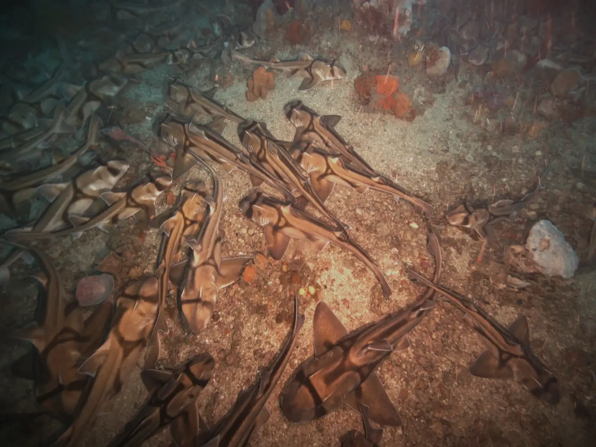 Na dne oceánu objavili obrovské zoskupenie žralokov.
