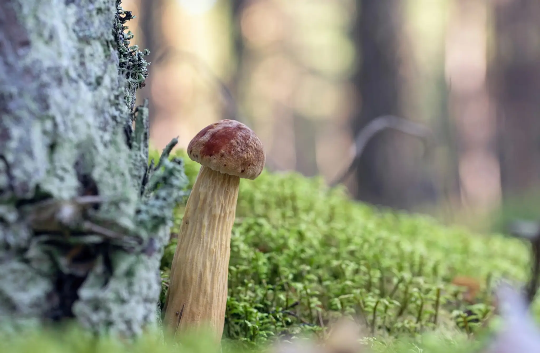 Aureoboletus projectellus 