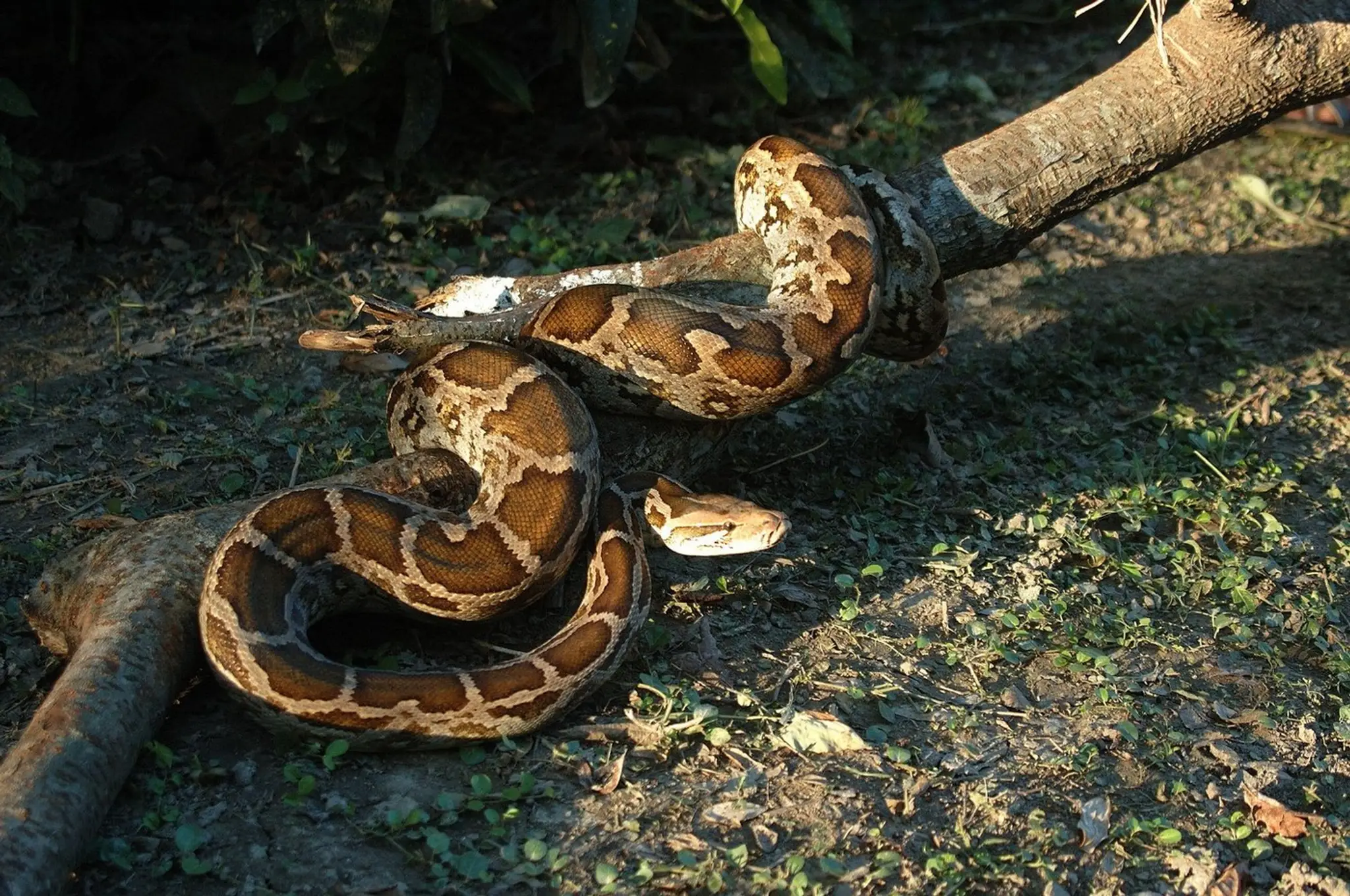 pytón