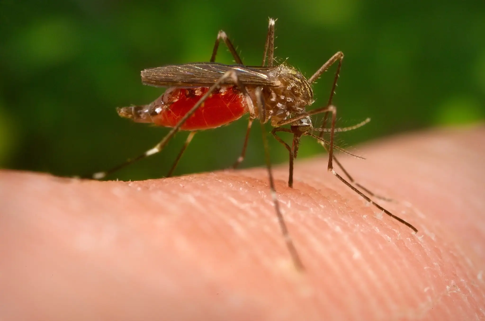 komár japonský (lat. Aedes japonicus)