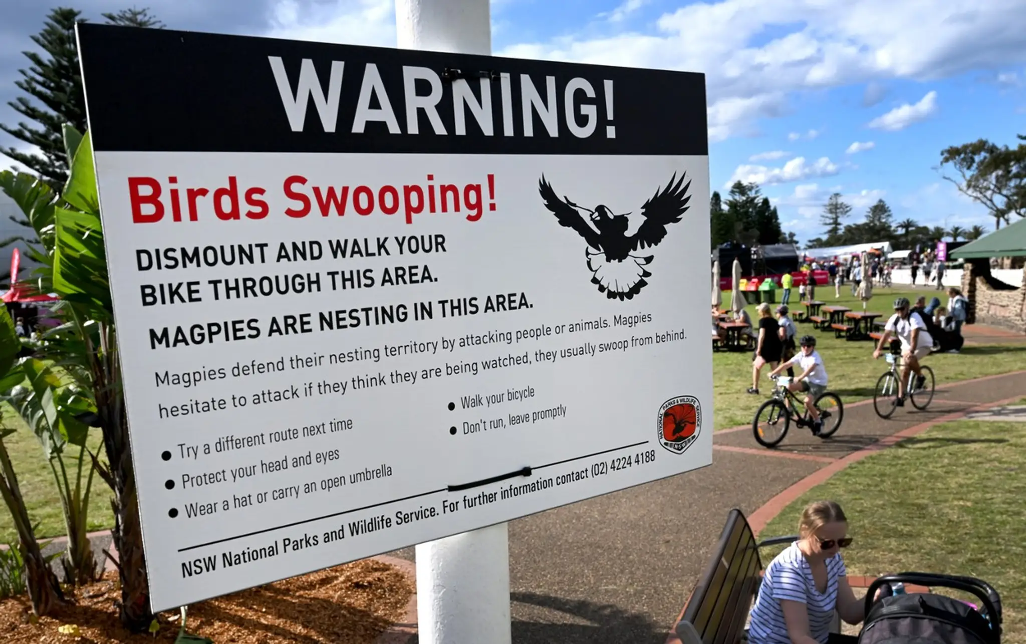 Wollongong magpies