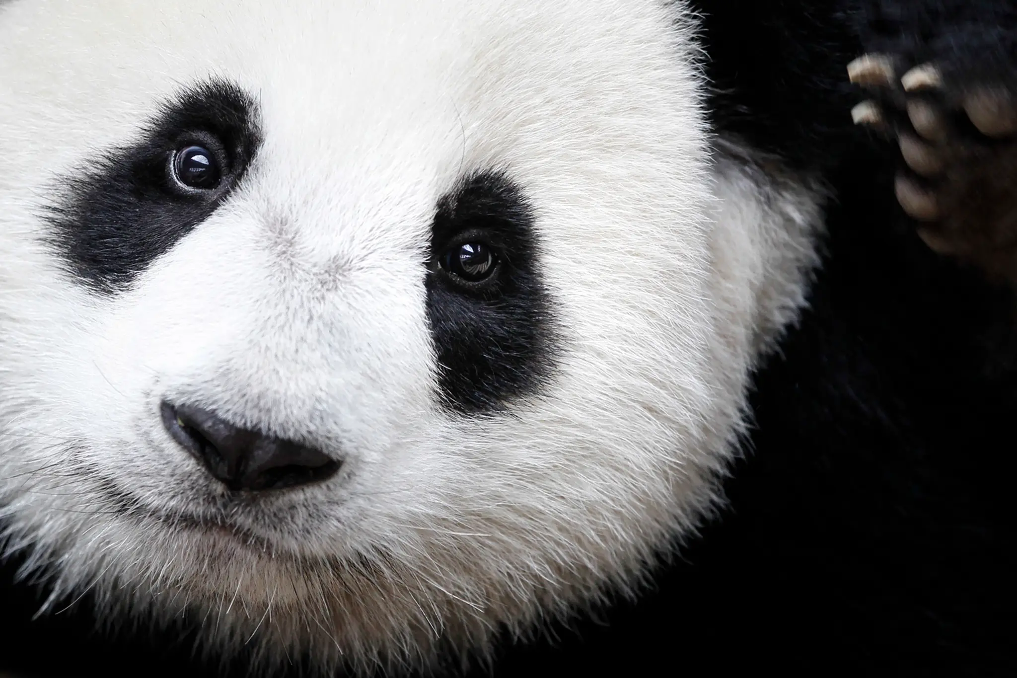 Panda veľká už nepatrí medzi ohrozené druhy.