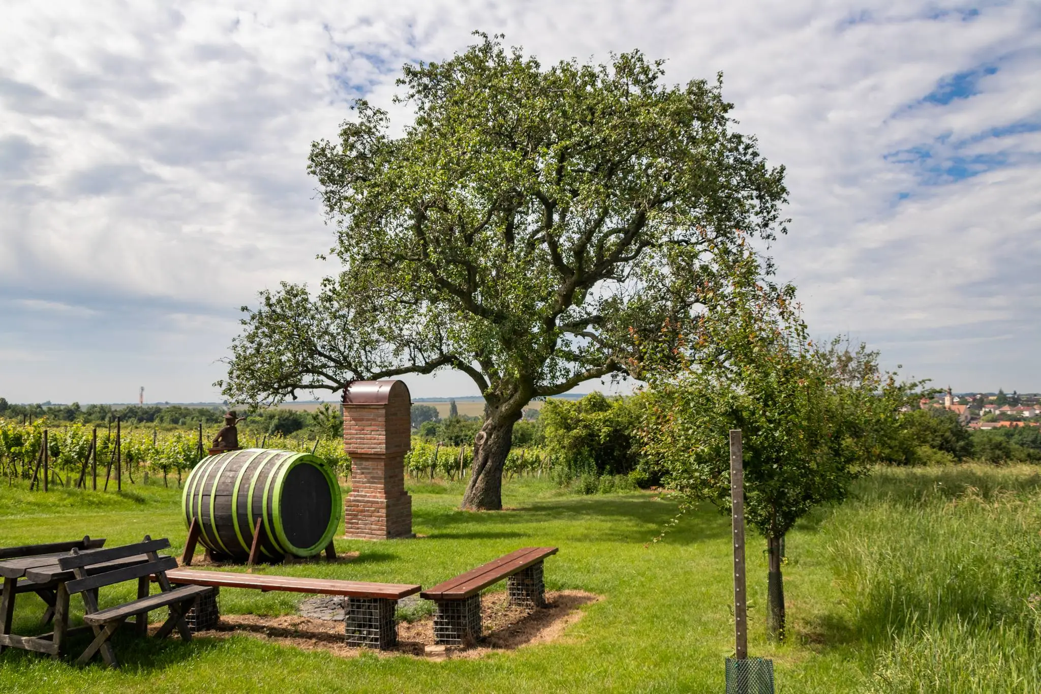 12. Hruška obyčajná (Pyrus communis)