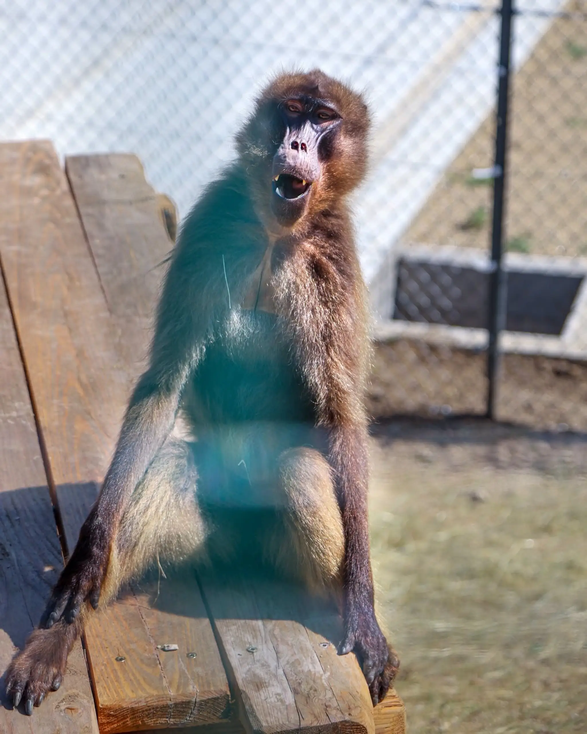 Bratislavská zoo privítala vzácnych paviánov dželada.