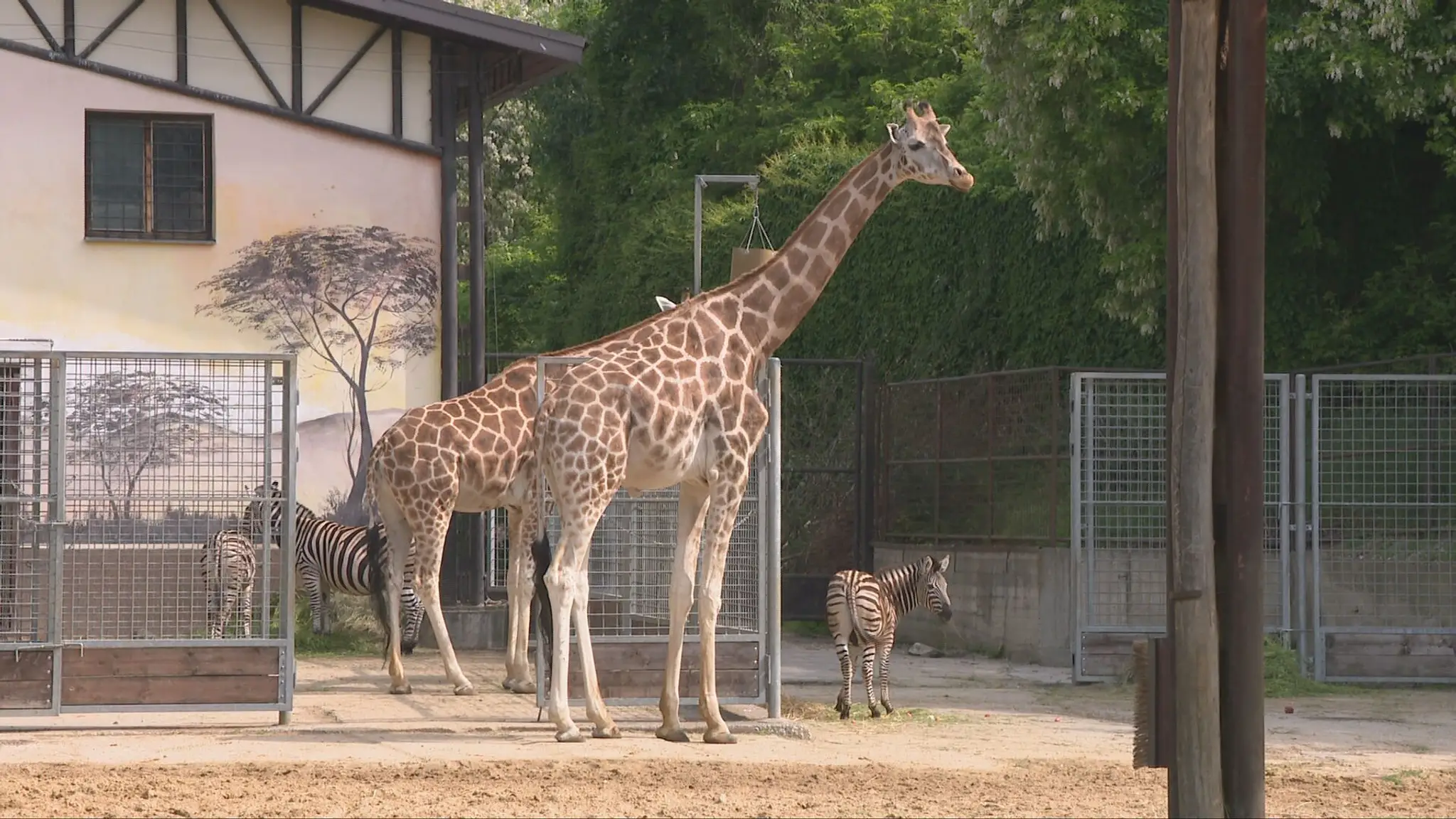 žirafa v zoo