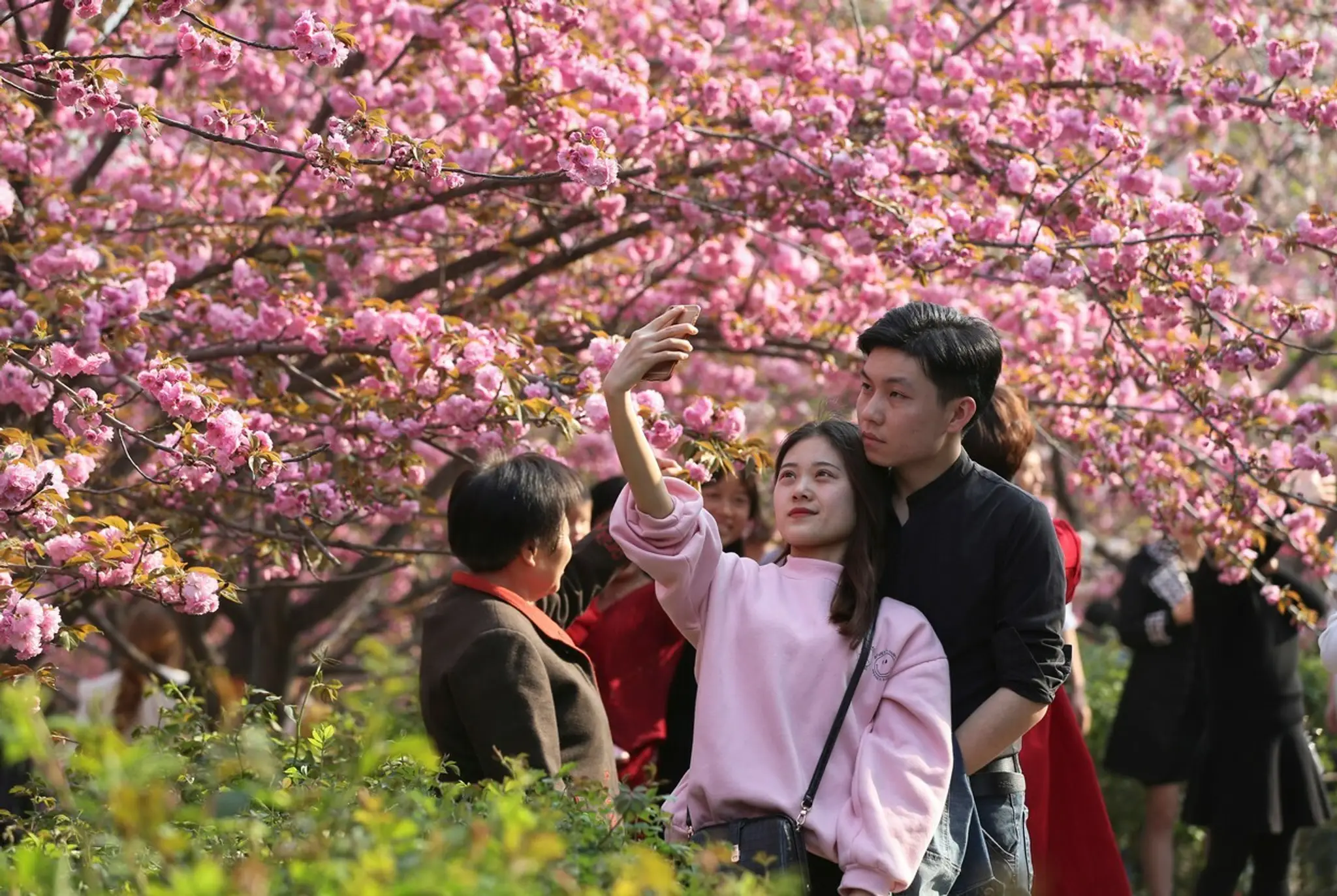 Hanami alebo japonský div sveta.