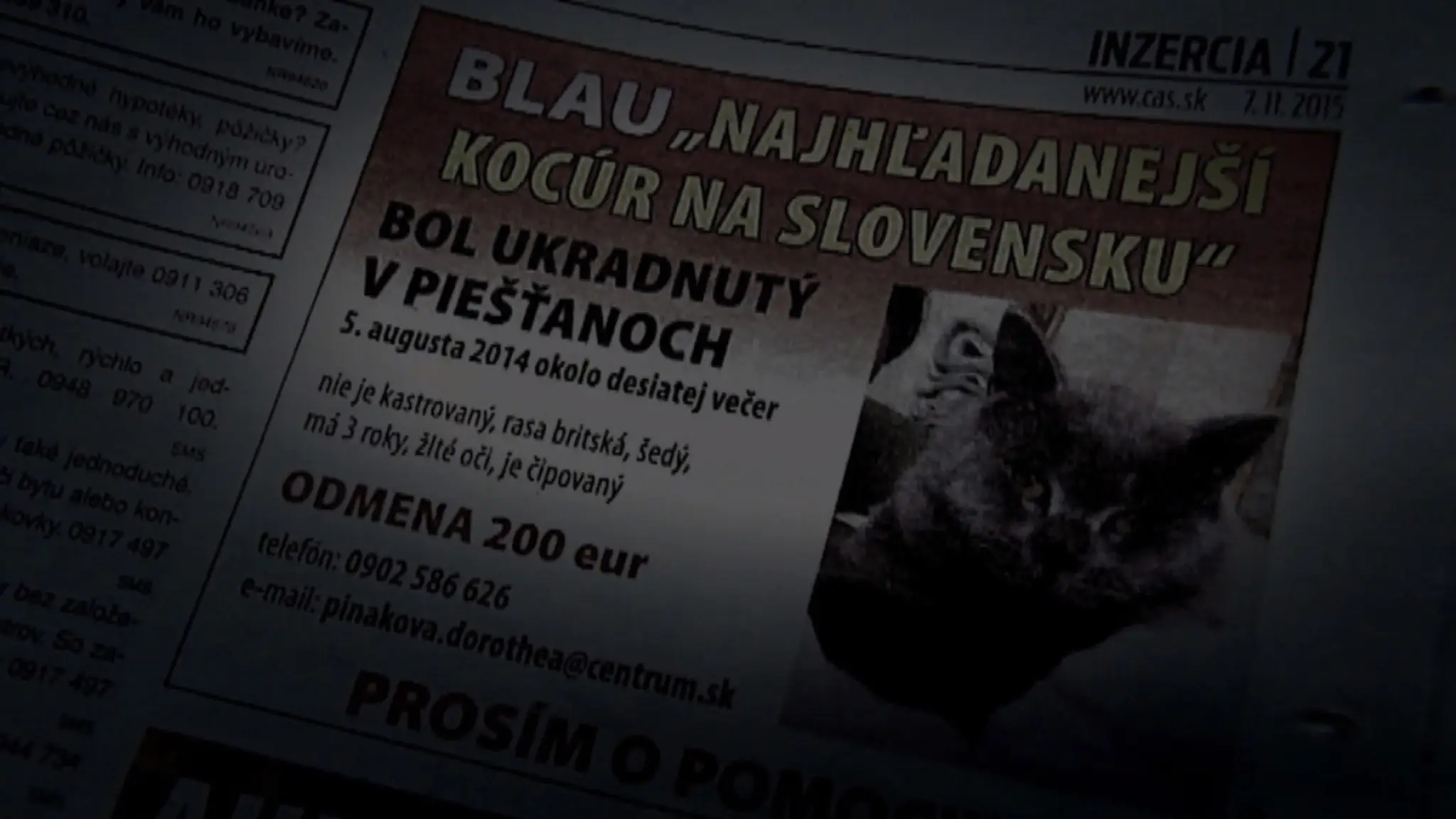 Kocúr Blau.