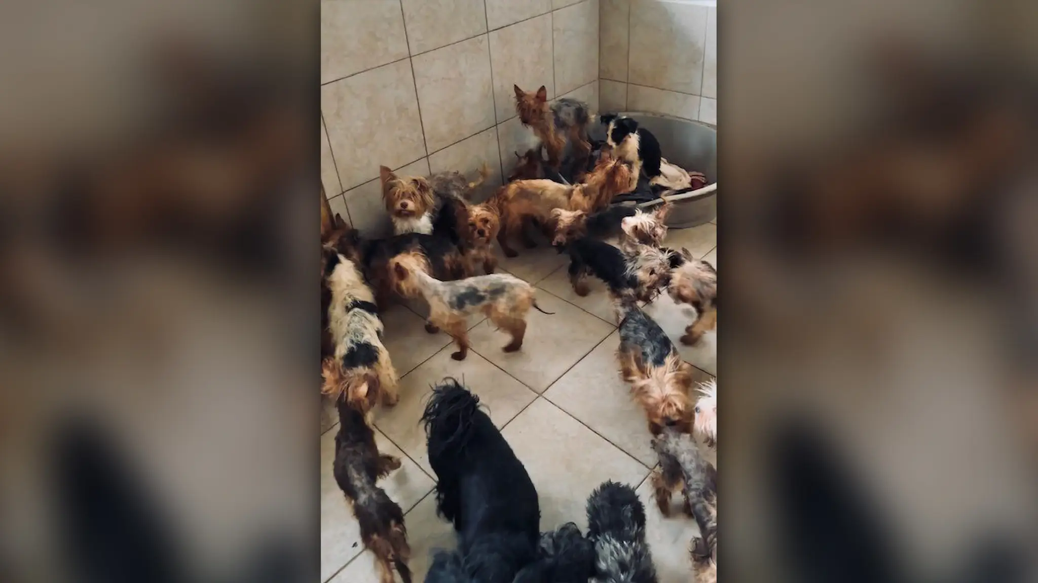 Psov držala v katastrofálnych podmienkach. 