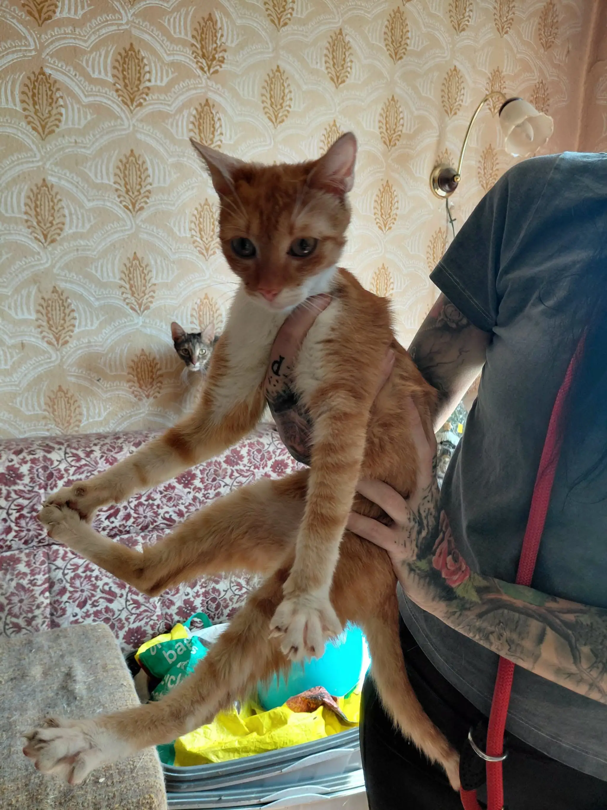 Katastrofálne podmienky a zanedbané zvieratá.