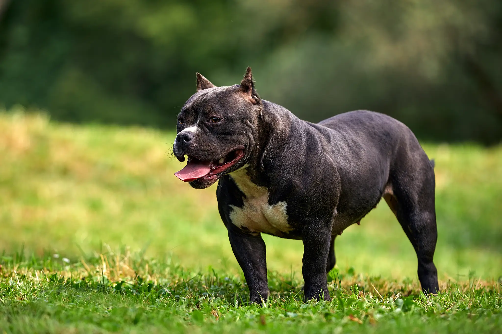 American Bully