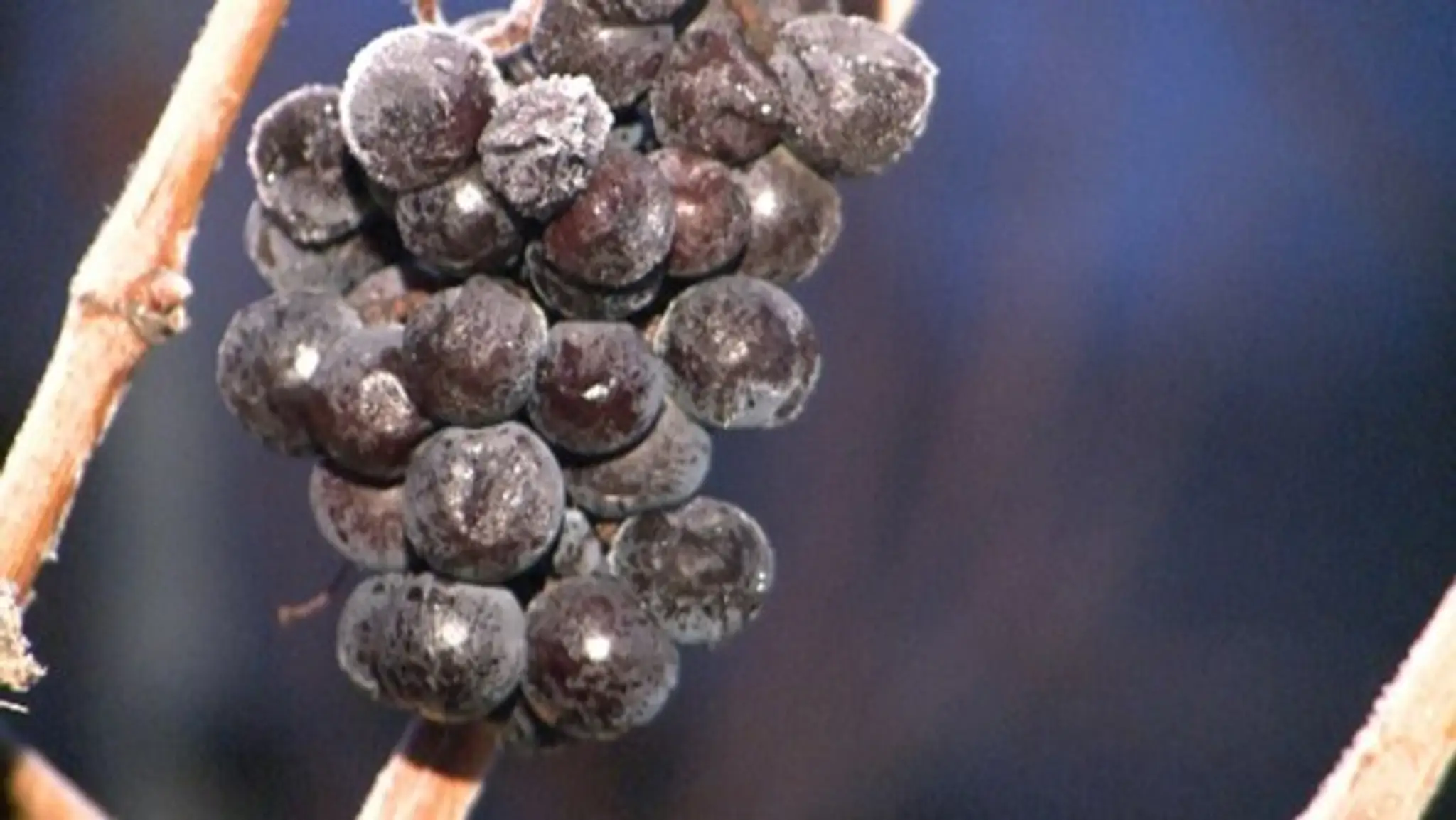 ladove-vino.jpg