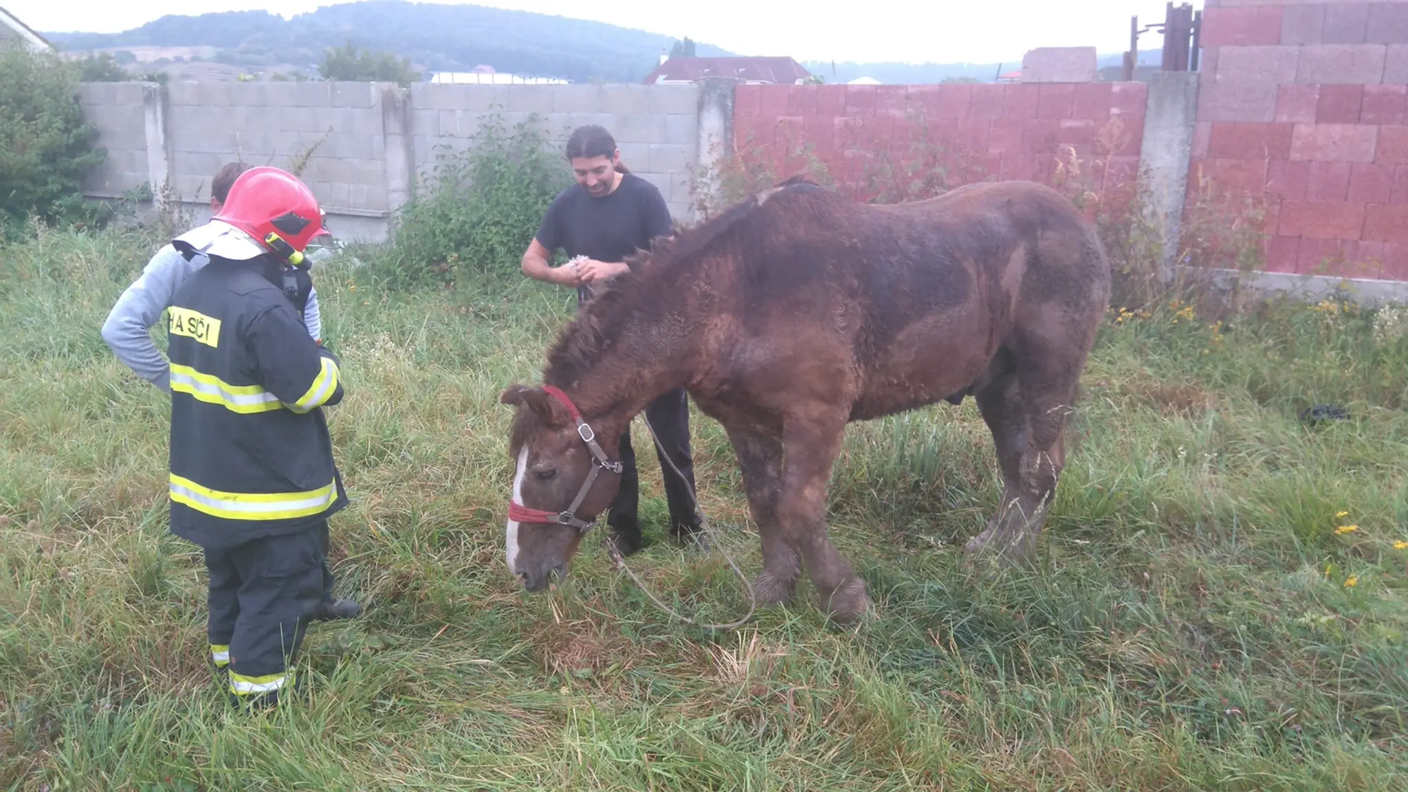 Hasičom z Pezinka sa dnes podarilo zachrániť ťažného koňa