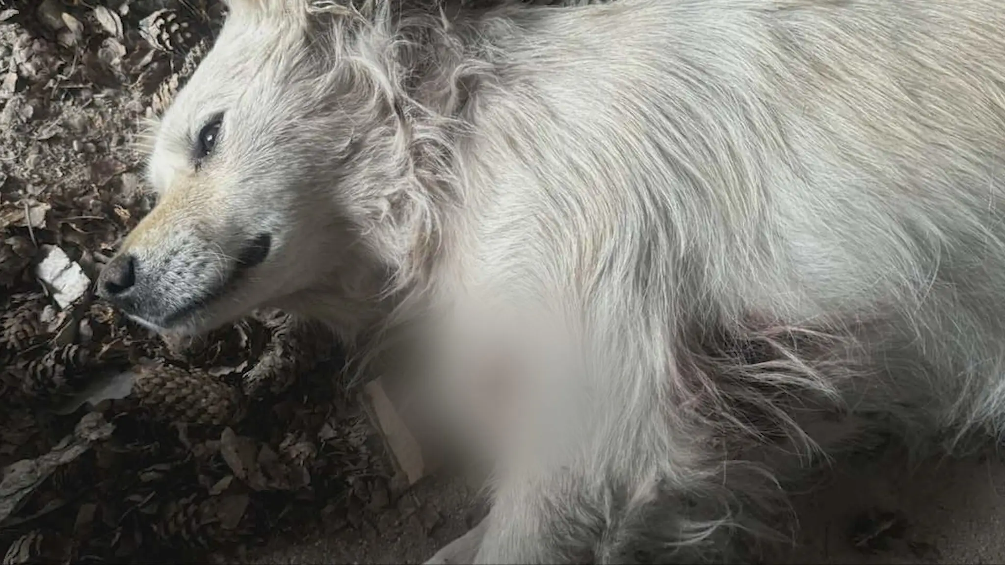 Postrelený pes
