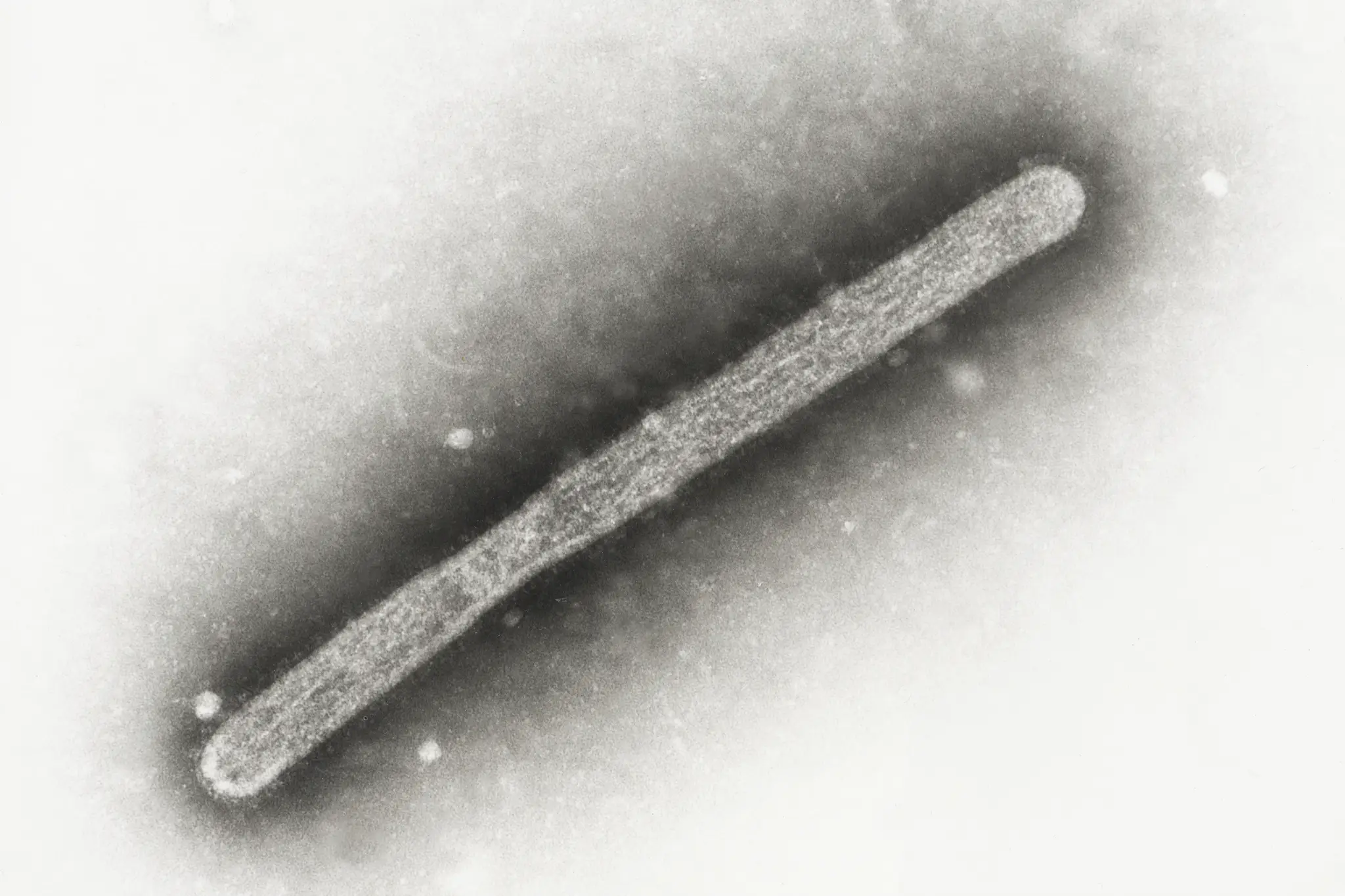 Na snímke z elektrónového mikroskopu z roku 2005 vírus vtáčej chrípky A/H5N1. 