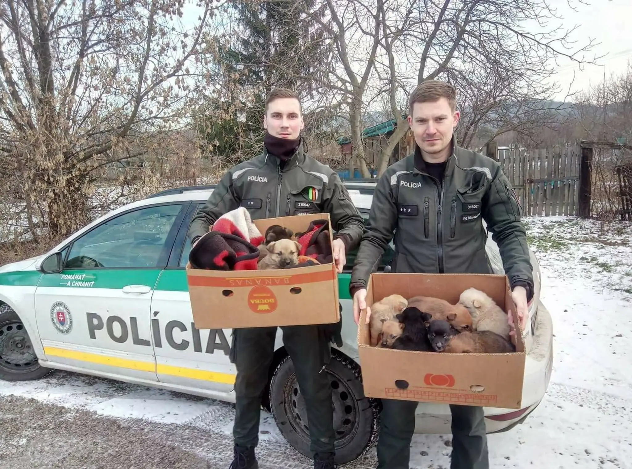 Jedenásť zachránených šteniatok.