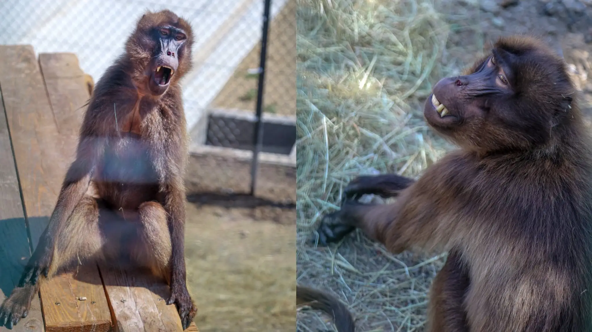 Bratislavská zoo privítala vzácnych paviánov dželada.