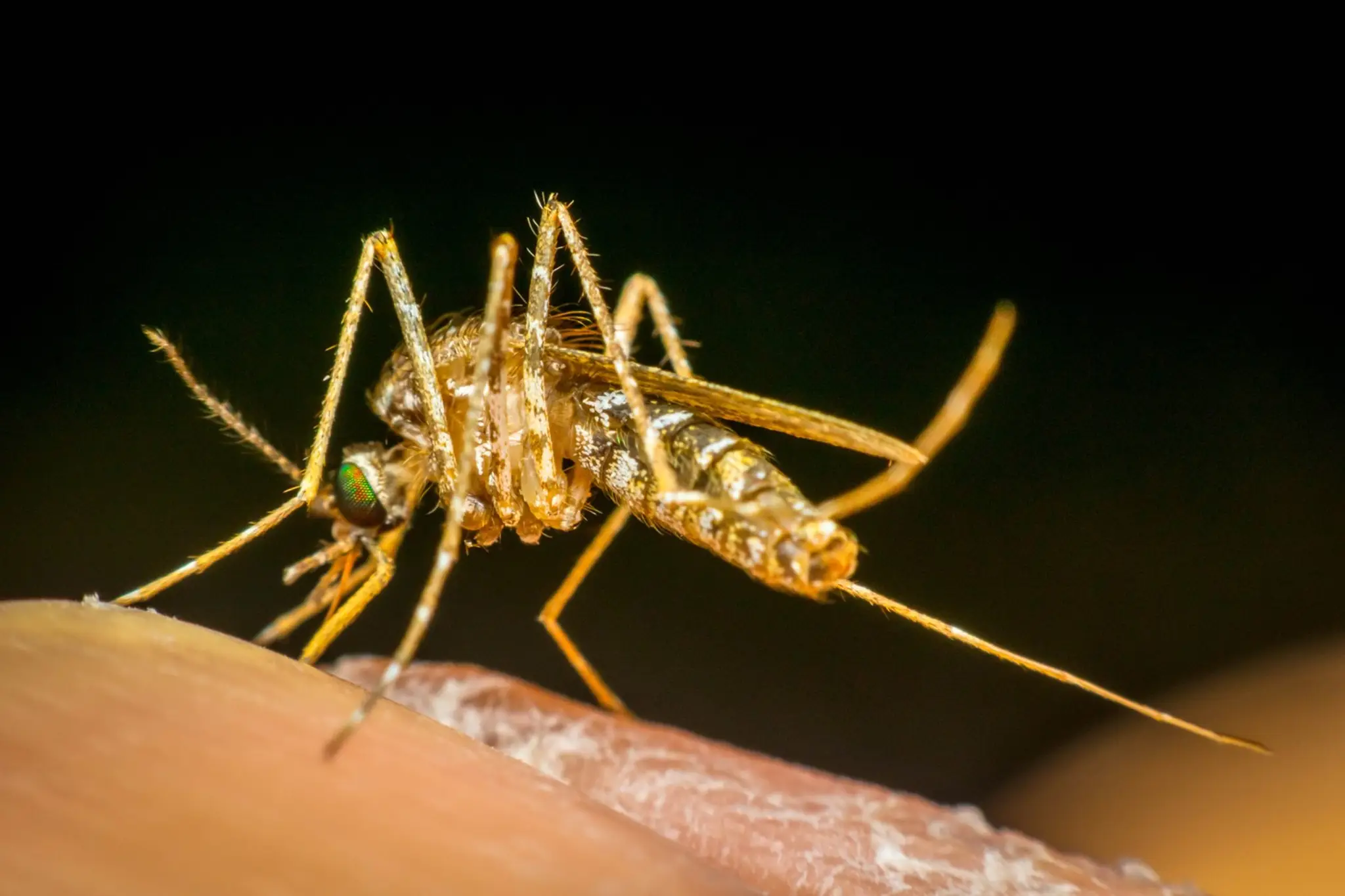Komár egyptský (Aedes aegypti).
