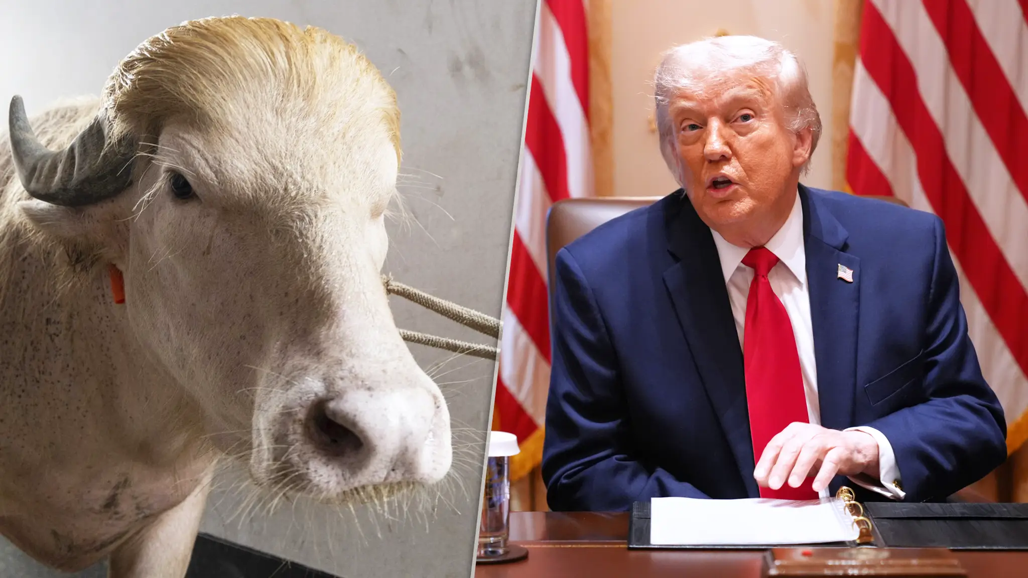 Byvol sa podobá na Donalda Trumpa