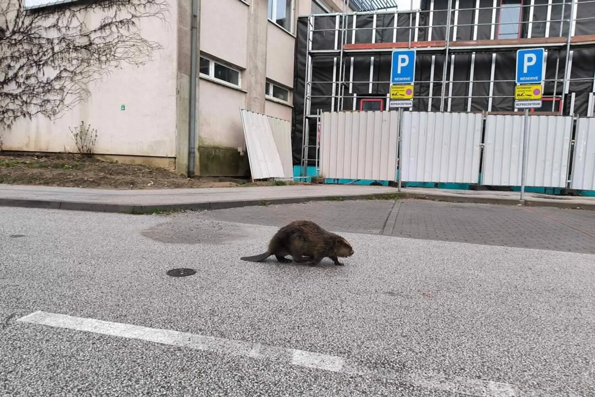 Bobor v Košiciach