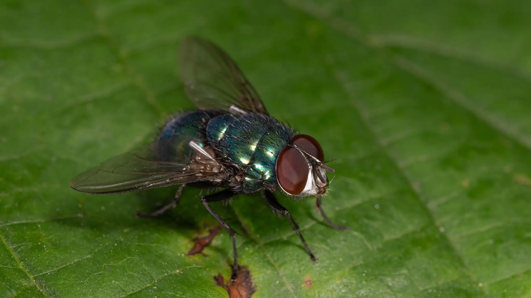 Lucilia sericata.
