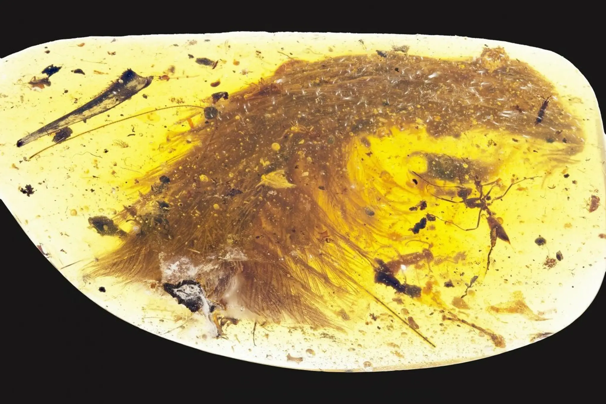 Chvost opereného dinosaura zakonzervovaný v jantári.