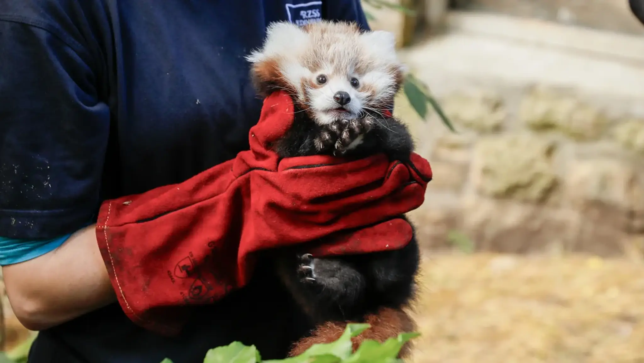 Červená panda Roxie
