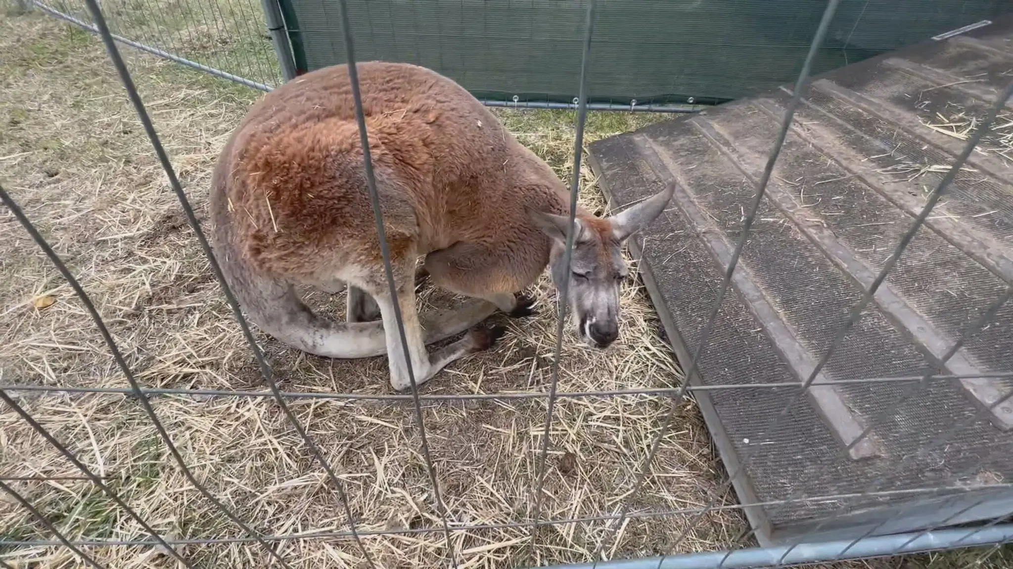 zoo