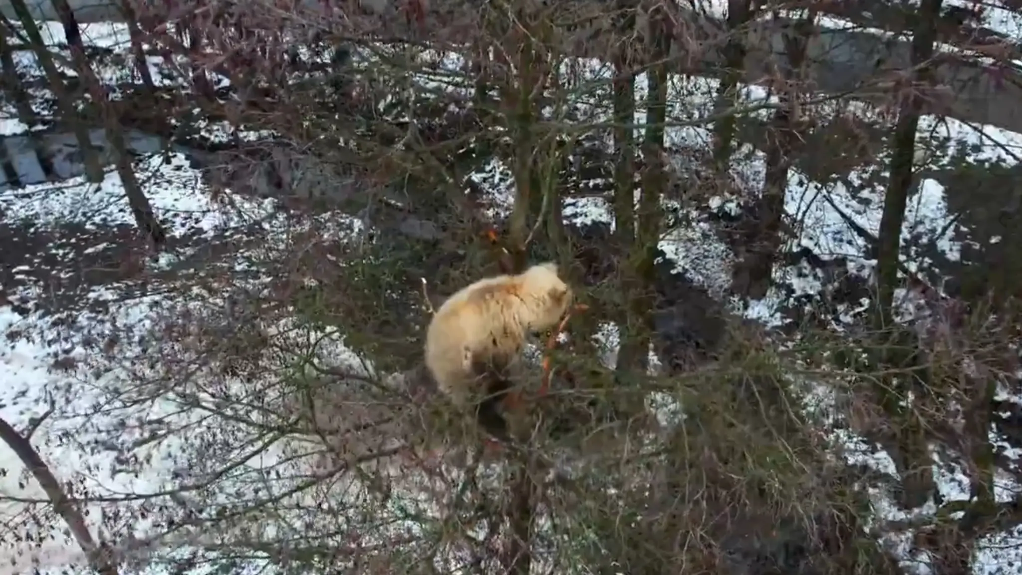 Medvieďa uviazlo na strome.
