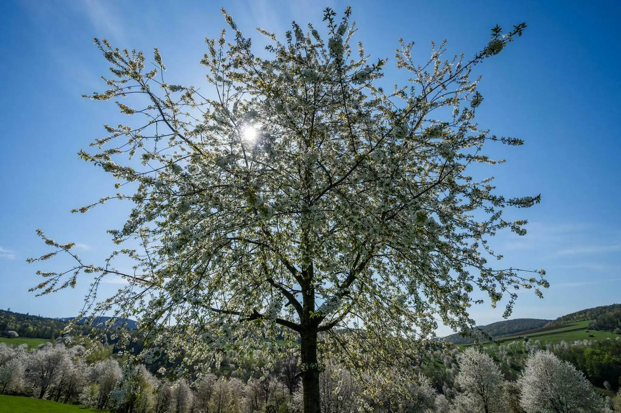 Brdárka na Gemeri opäť zakvitla tisíckami čerešní 