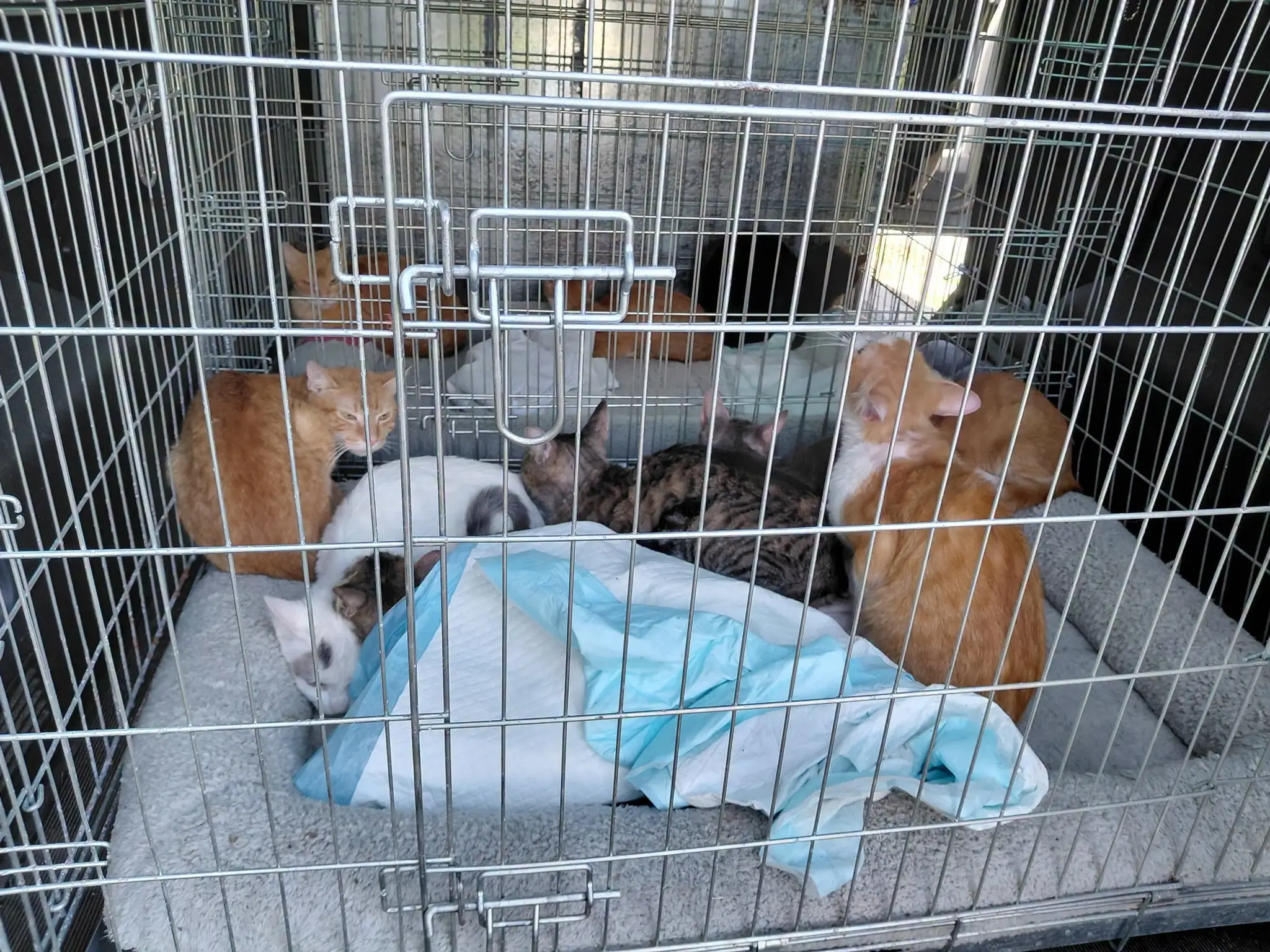 Katastrofálne podmienky a zanedbané zvieratá.