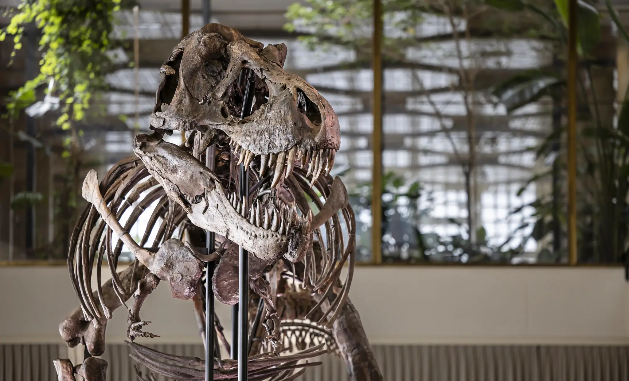Switzerland_T_Rex236035