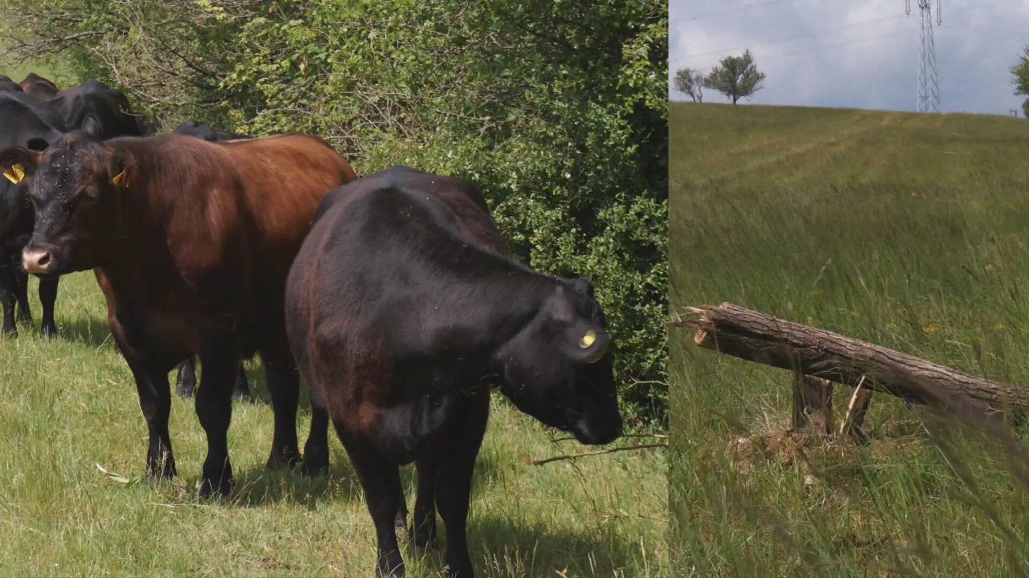 farmár a zbúraný ohradník