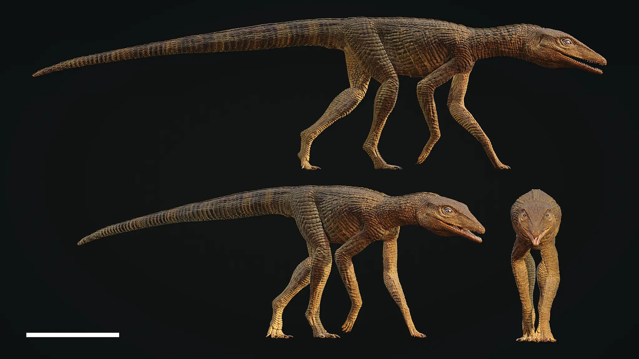 Praveký krokodíl Galahadosuchus jonesi.