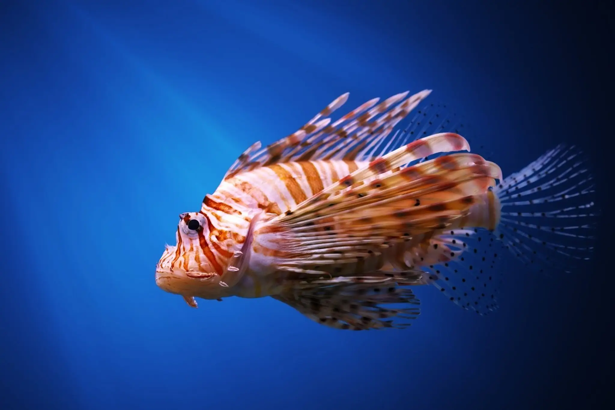 Pterois miles, perutýn diabolský, firefish 