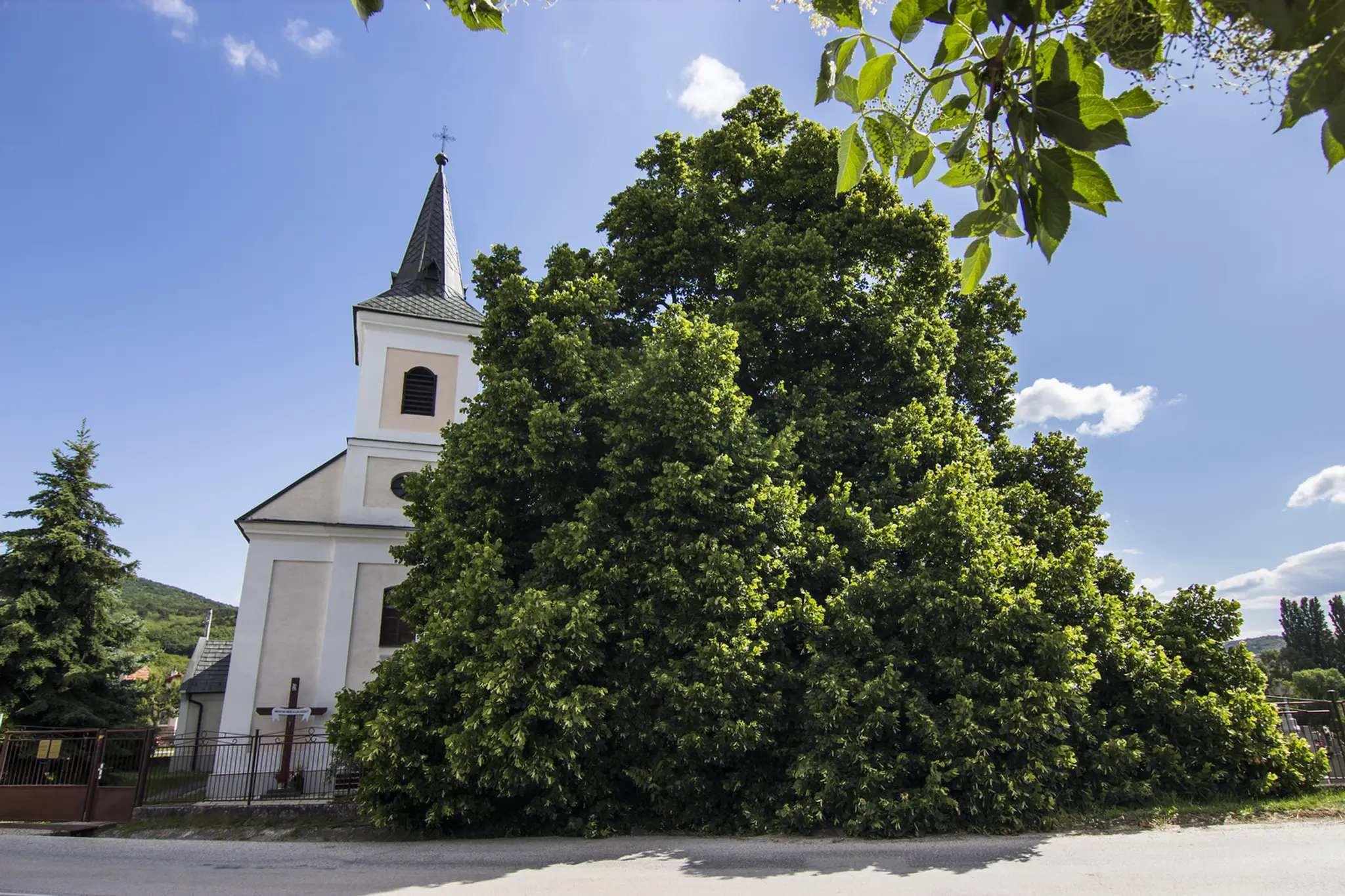 4. Dub letný, Dolná Strehová. (200 rokov)